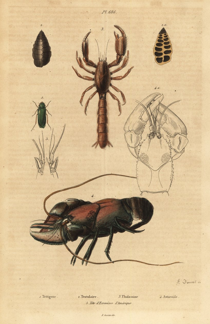 大绿蟋蟀、Tettigonia viridissima 1、有孔虫、Bannerella gibbosa 2、蝎子泥龙虾、异常海藻3、小龙虾、Astacus goudotii 4 和美洲小龙虾头5 作者 不明