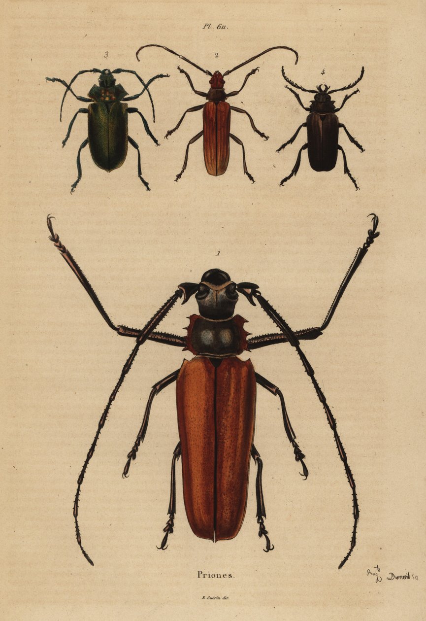 大长角甲虫，Enoplocerus 手链 1、2 Aegosoma scabricorne，Pyrodes 吸引 3 和 4 Prionus desmaretii 作者 不明