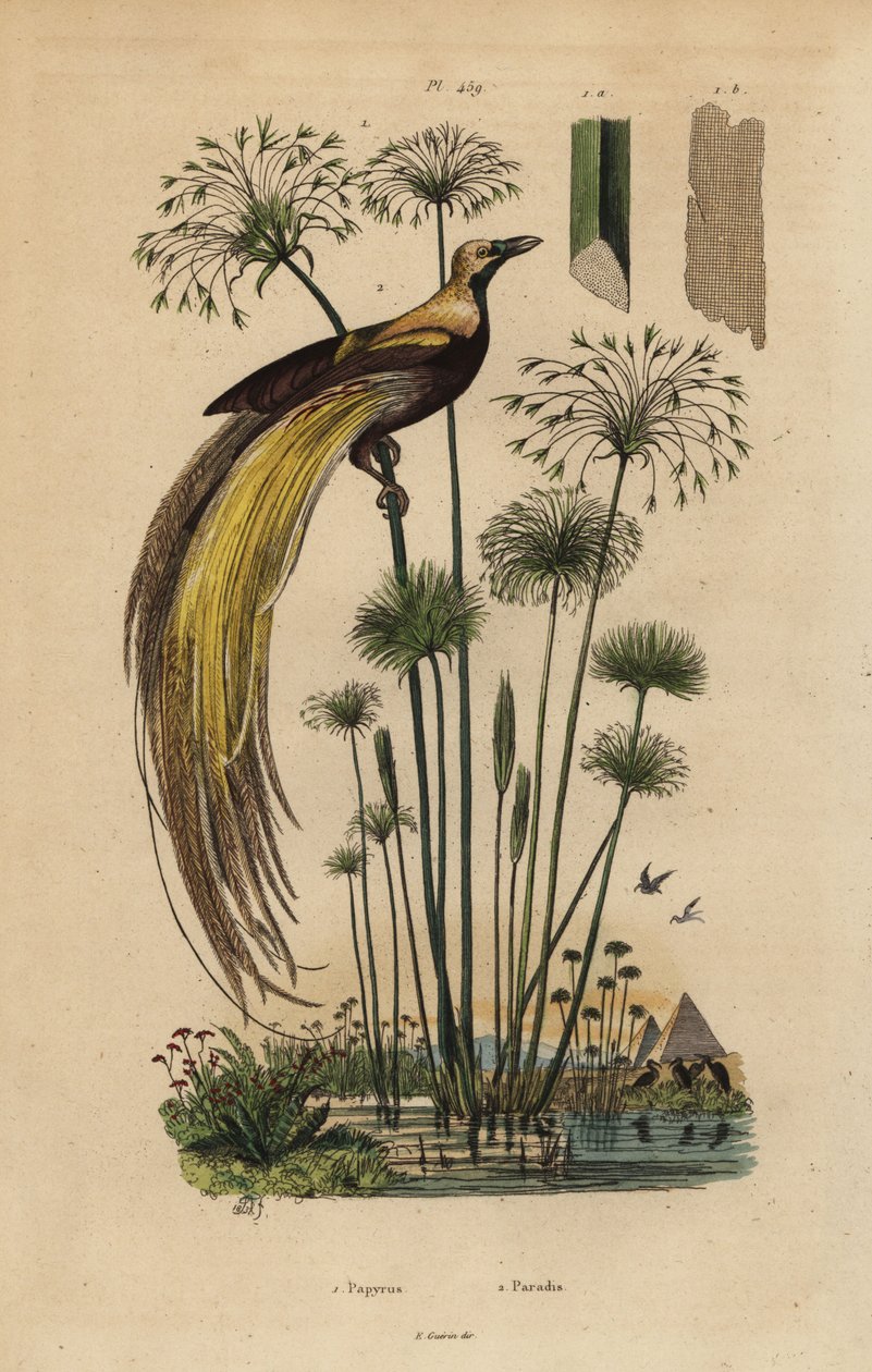 Greater bird-of-paradise, Paradisaea apoda, and papyrus grass, Cyperus papyrus 作者 不明
