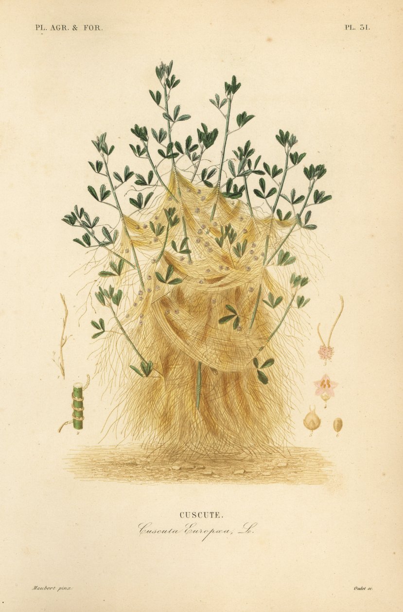 大菟丝子或欧洲菟丝子，Cuscuta europaea，cuscute 作者 不明