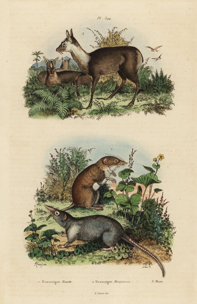 大白齿鼩、Crocidura russula 1、灰麝香鼩、Suncus murinus 2 和暗麝、Moschus fuscus、濒危3 作者 不明