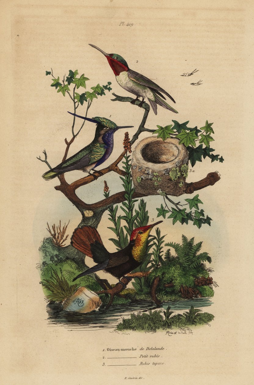 Green-crowned plovercrest, Stephanoxis lalandi, ruby-throated hummingbird, Archilochus colubris, and ruby-topaz hummingbird and nest, Chrysolampis mosquitus 作者 不明
