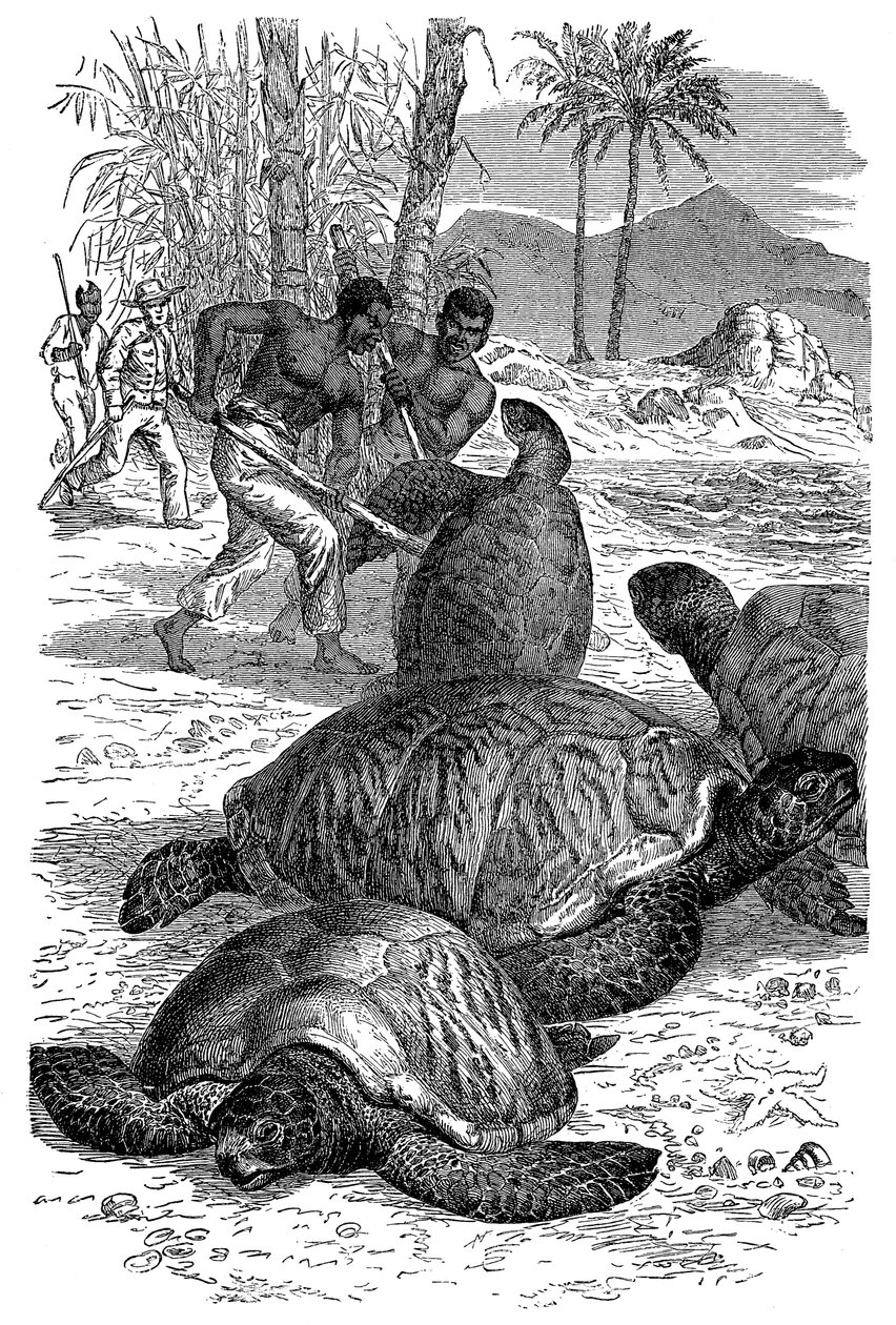 绿海龟被猎人抓获，1884年 作者 不明