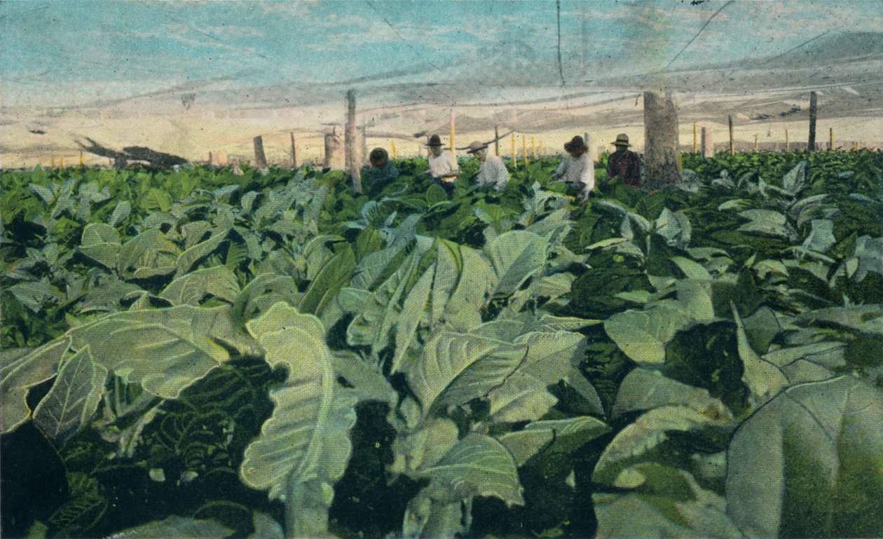 1909年，古巴种植烟草 作者 不明