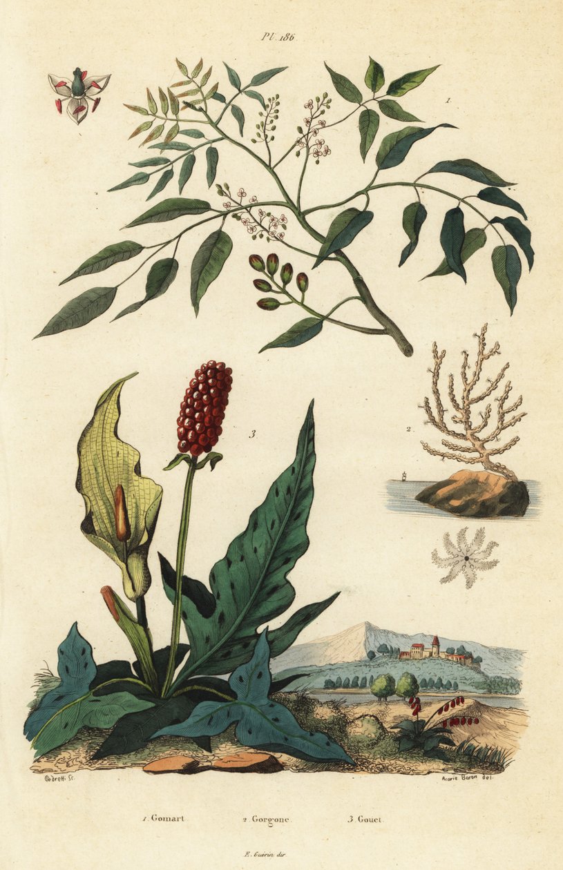Gumbo-limbo、Bursera simaruba 1、宽海扇珊瑚或疣状柳珊瑚、Eunicella verrucosa 2 和 cuckoopint、Arum maculatum 3、Gomart、Gorgone、Gouet 作者 不明