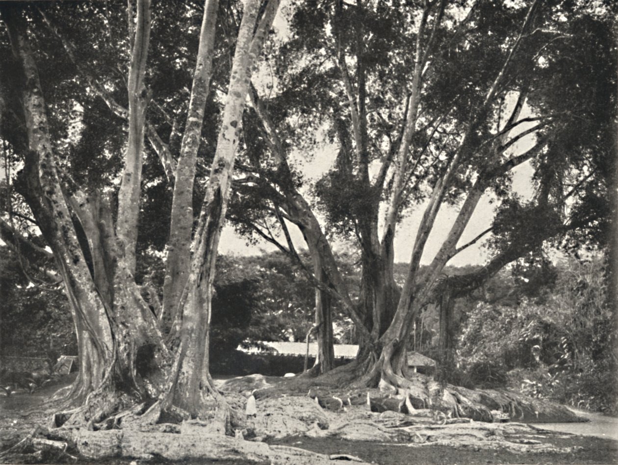 Gummibaume榕树，1926年 作者 不明