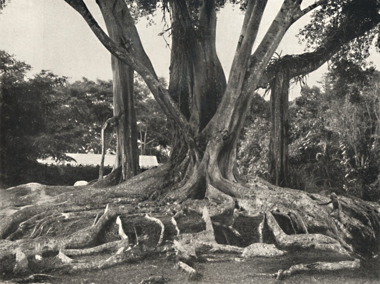 橡胶树，如黑板14，木板根部局部视图，1926年 作者 不明
