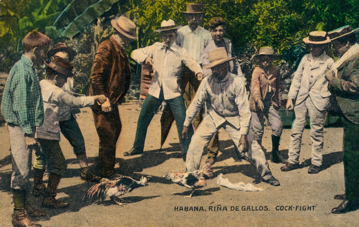 哈瓦那。里纳·德·加洛斯（Rina de Gallos）。斗鸡，约1900年代 作者 不明