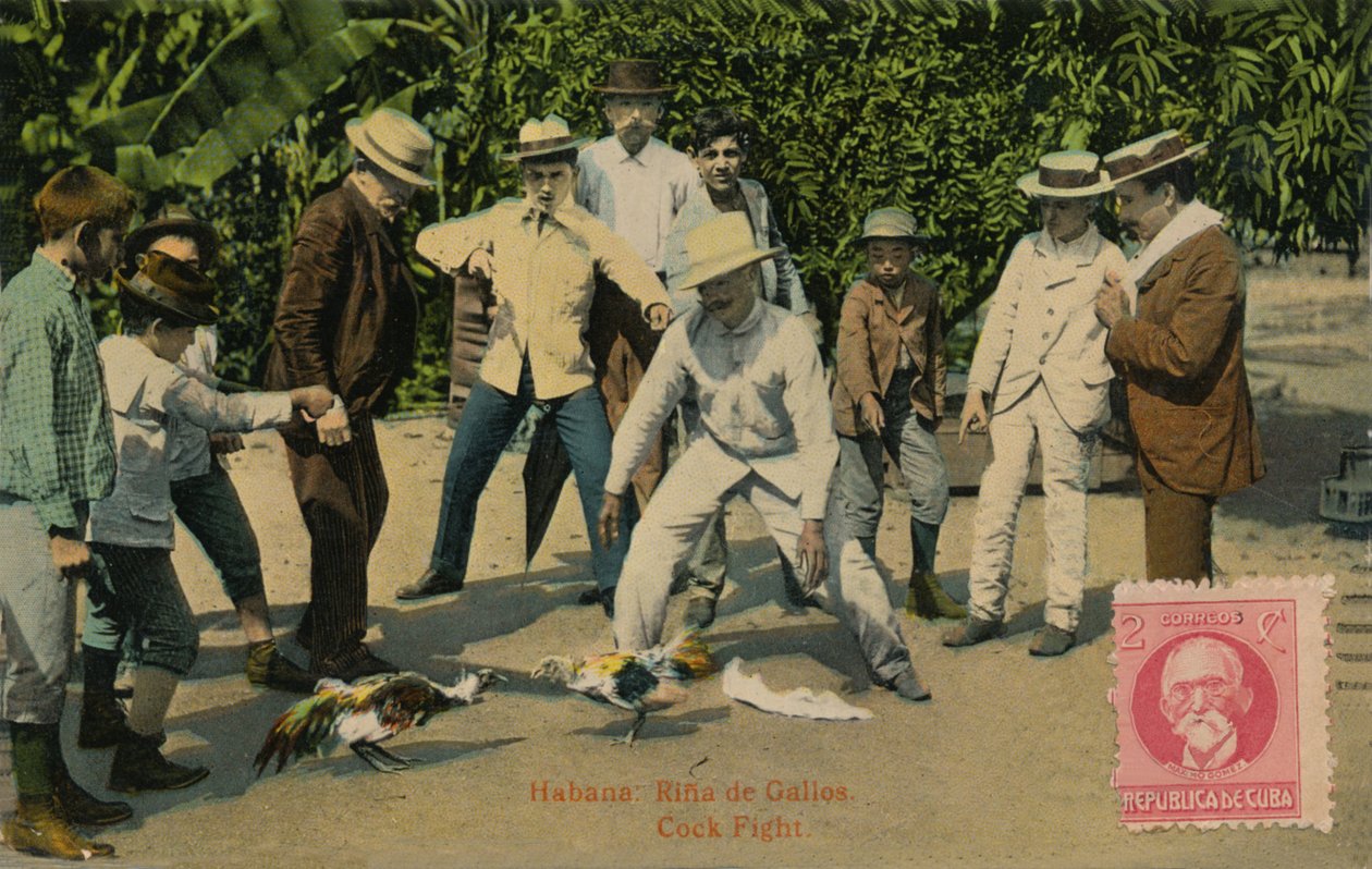 哈瓦那：里纳·德·加洛斯。斗鸡（Cock Fight），1918年 作者 不明