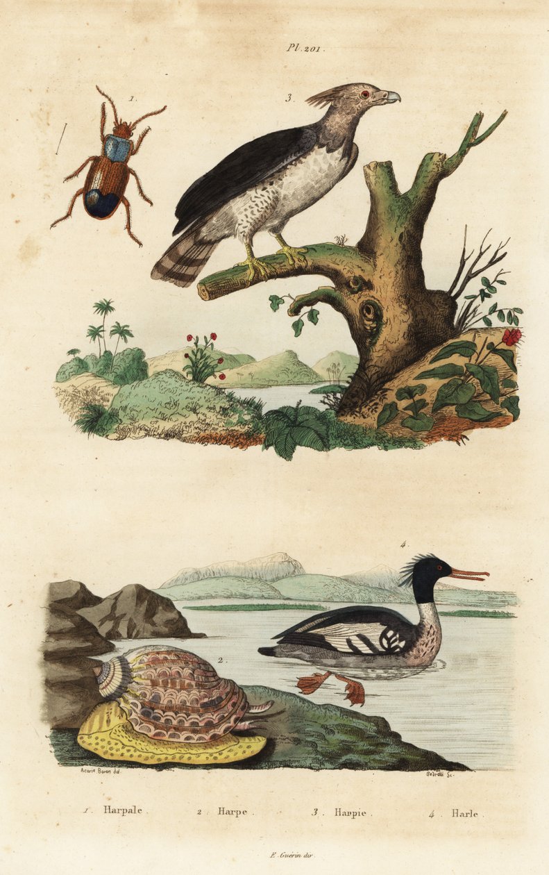 鹞鹰，Harpia harpyja 3，巴西梅花鹿，Mergus octosetaceus，极度濒危 4，Harpalus 甲虫 1，以及竖琴螺，Harpa major 2。Harpale, harpe, harpie, harle 作者 不明
