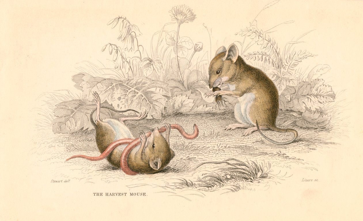 收割旧世界老鼠Micromys minutus，1828年 作者 不明