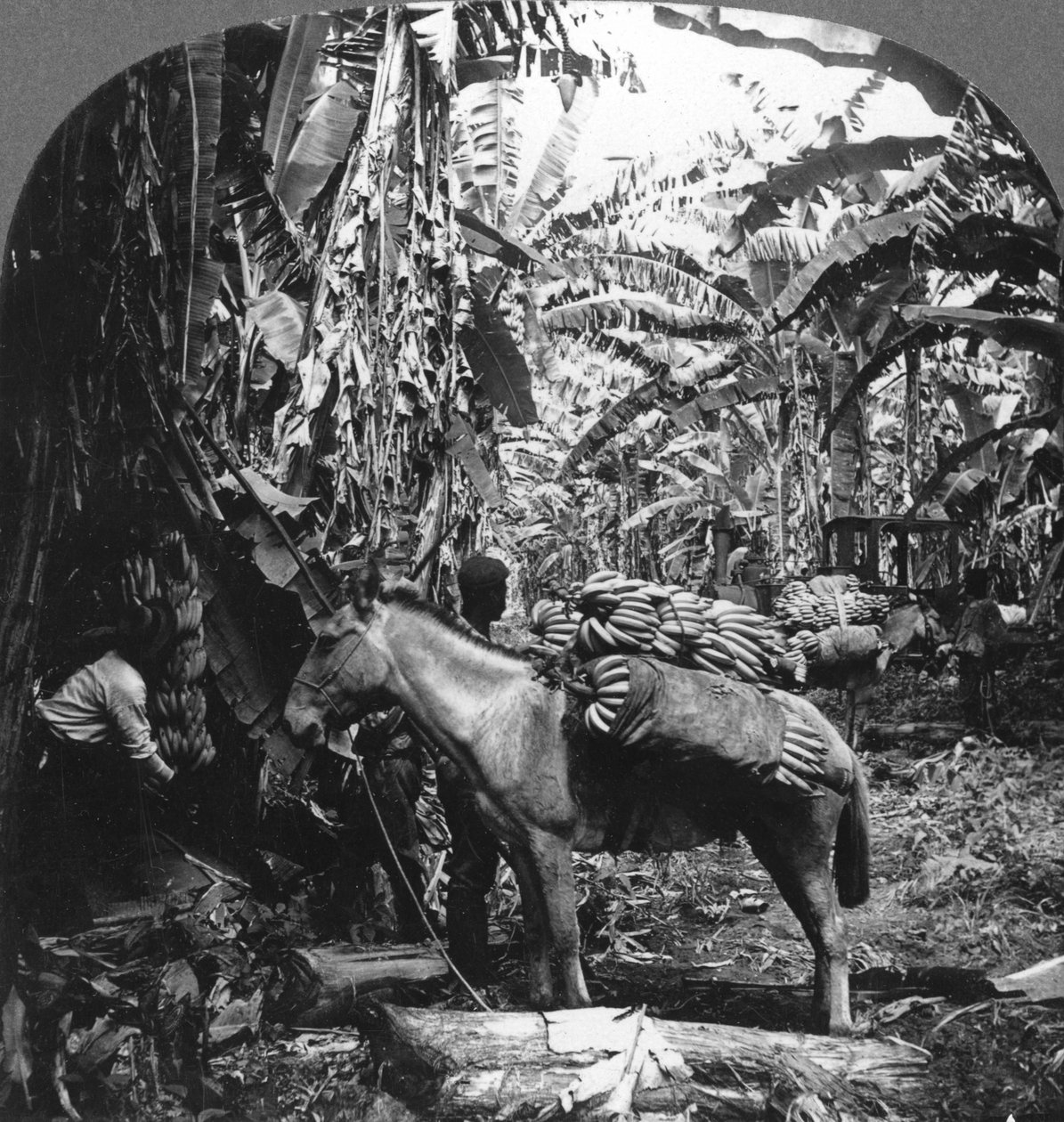 收获香蕉，哥斯达黎加，1909年 作者 不明