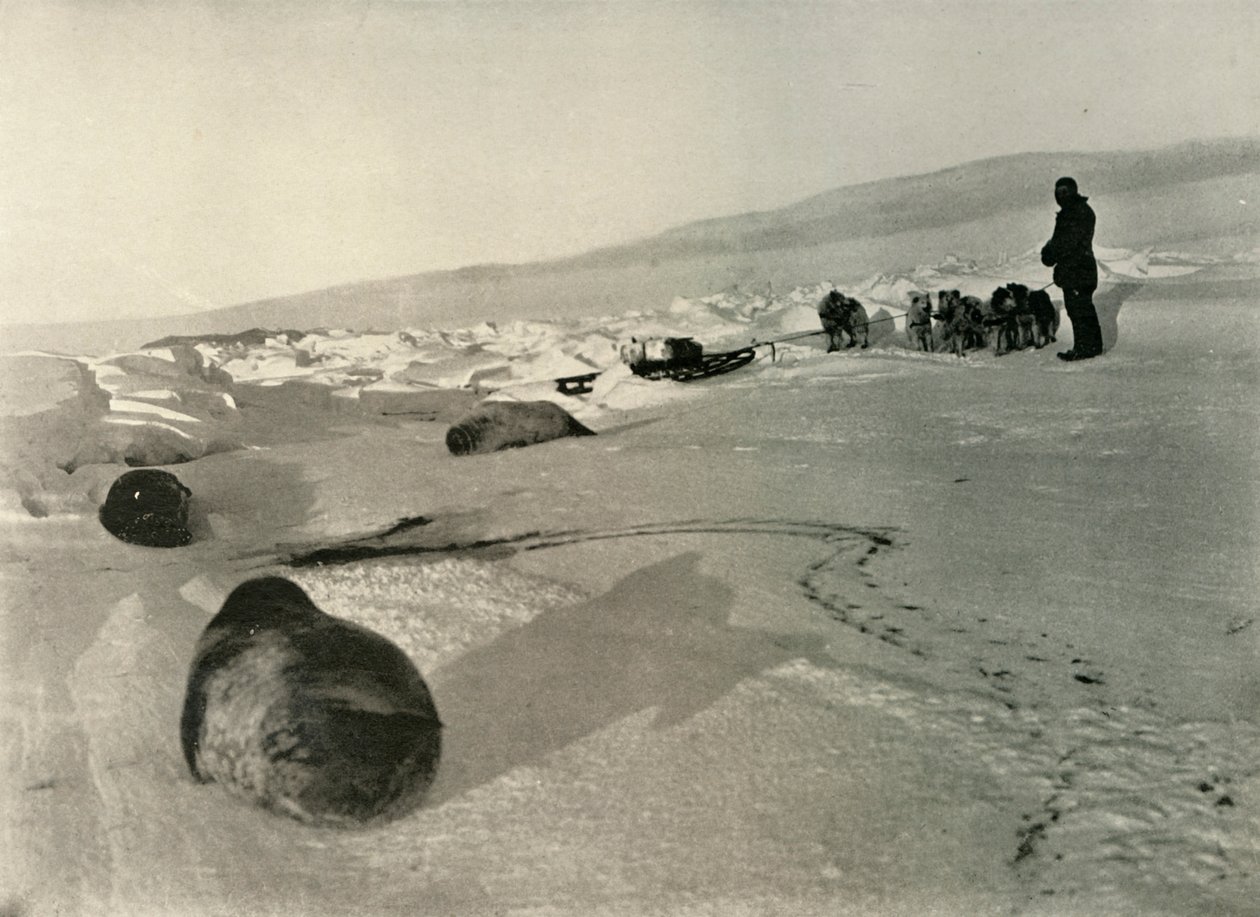 1909年，c1908年，为冬季拖运海豹肉 作者 不明