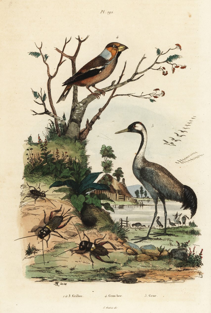 Hawfinch、Coccothraustes coccothraustes 2、普通鹤、Grus grus 3 和蟋蟀、Gryllus campestris 1 作者 不明