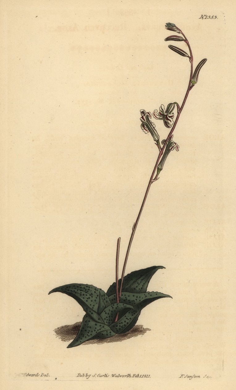 Haworthia venosa (Recurved aloe, Aloe recurva) 作者 不明
