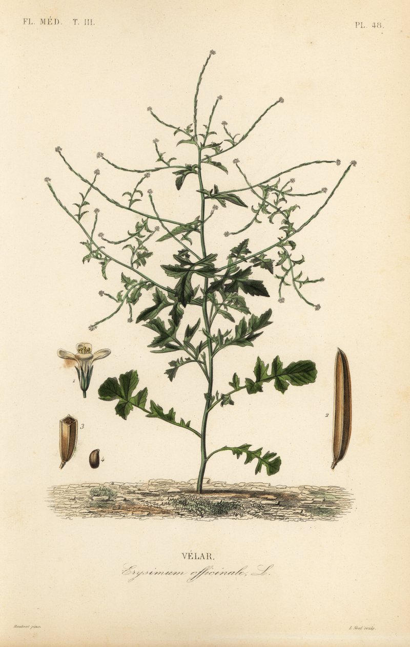 Hedge mustard, Sisymbrium officinale, Erysimum officinale, Velar 作者 不明