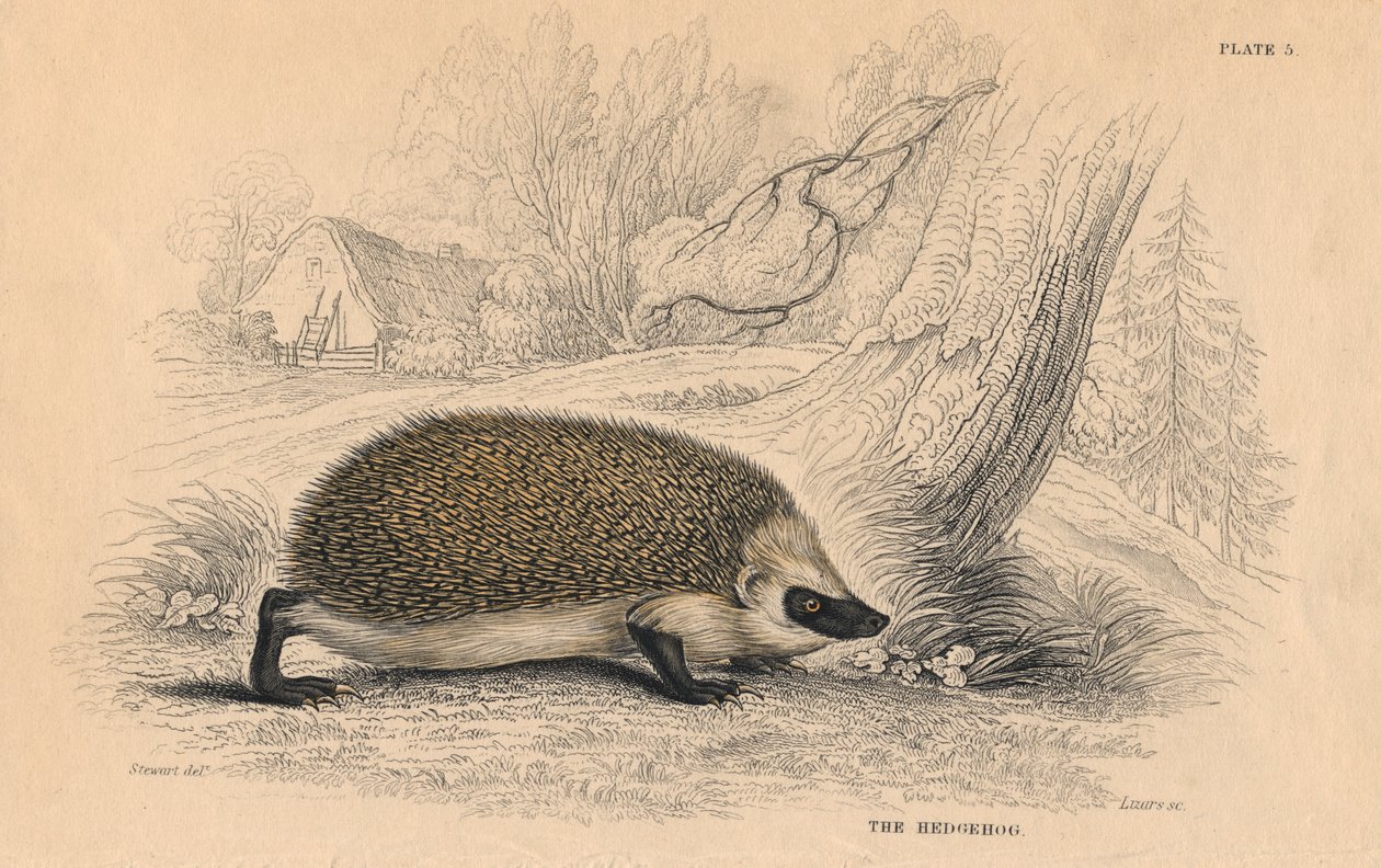 欧洲刺猬Erinaceus，1828年 作者 不明