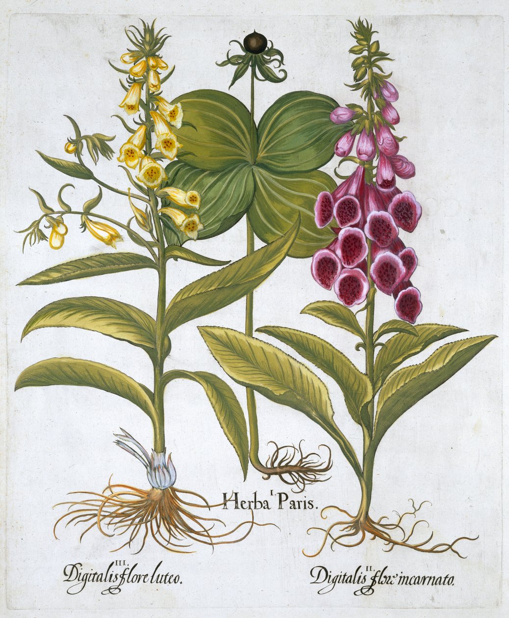 草本巴黎 Solanum quadrifolium, Common Foxglove Digitalis Purpurea Large Yellow Foxglove 作者 不明