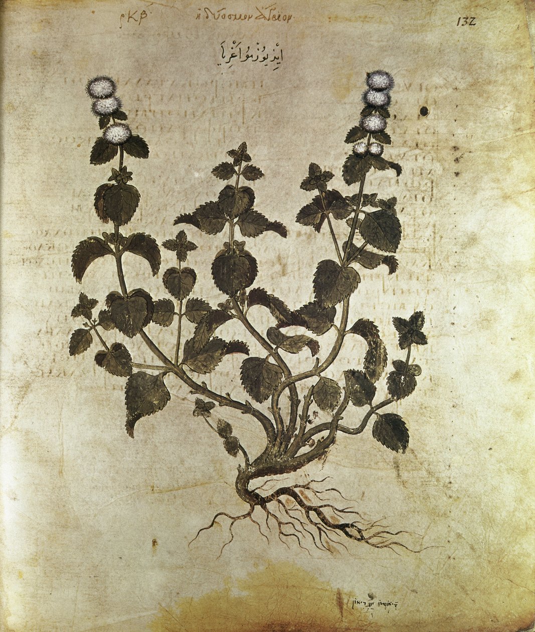 本草纲目》 薄荷(Plant de menthe)，6世纪 作者 不明