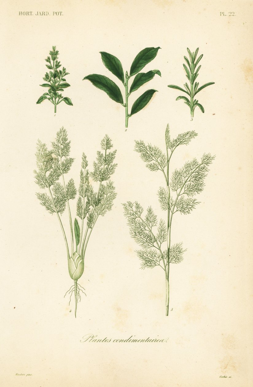 Herbs, plantes condimentaires 作者 不明