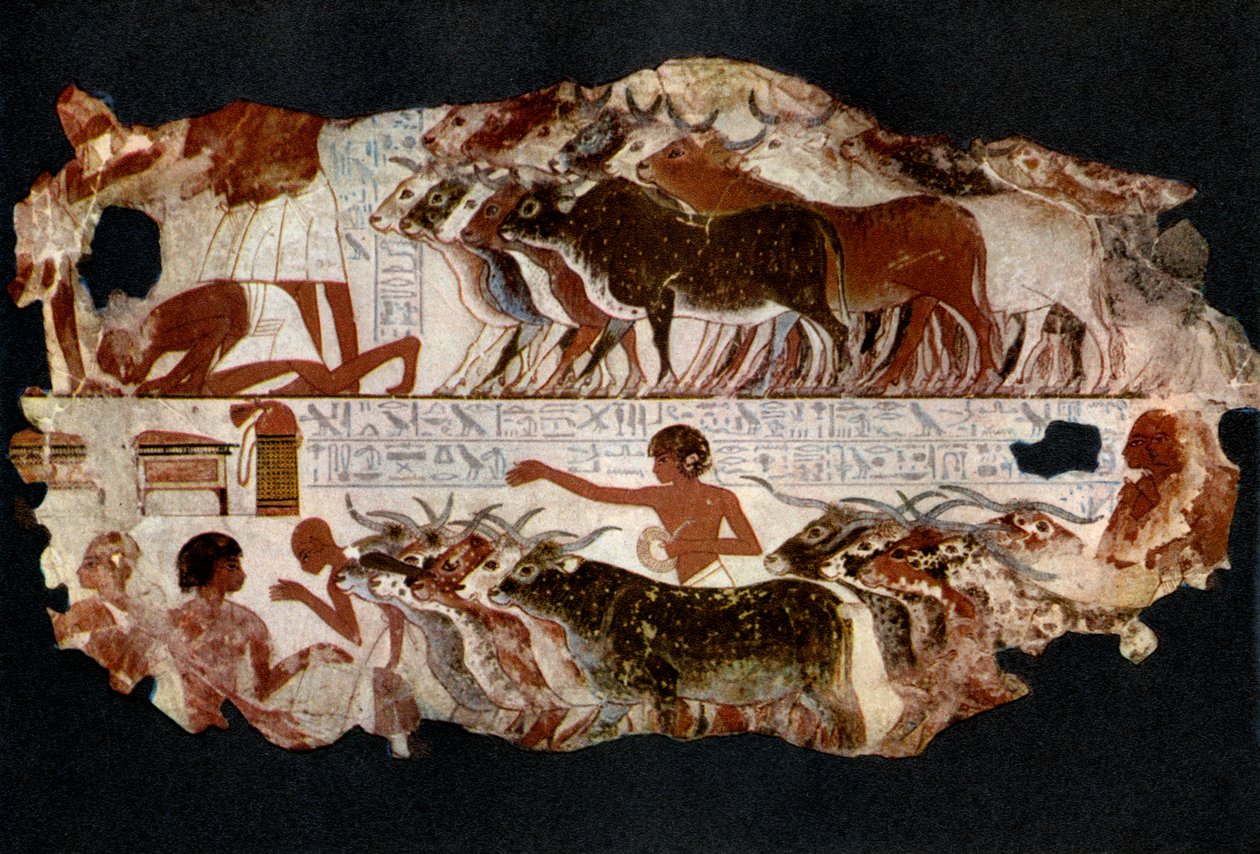 埃及，公元前1400年，公元前1936年，是18世纪时的牛群 作者 不明