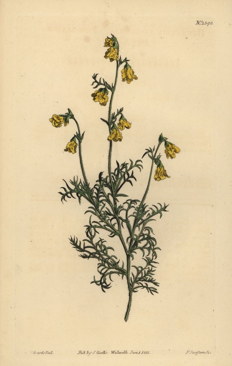 Hermannia confusa（细叶hermannia，Hermannia tenuifolia） 作者 不明