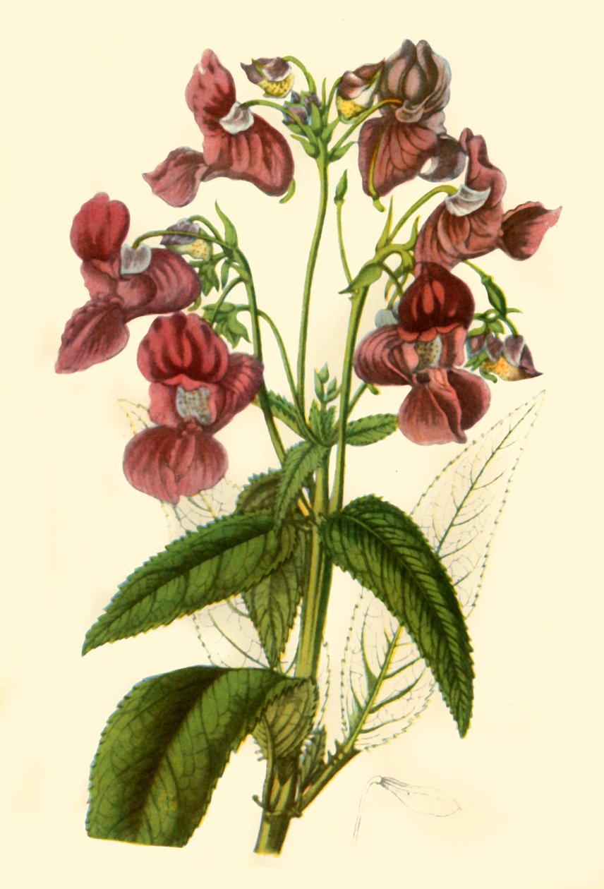 喜马拉雅香脂：Impatiens Glandulifera"，1840，1944。 作者 不明