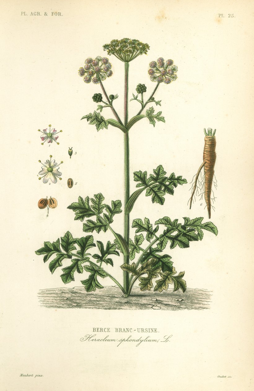 猪草或牛欧洲防风草、Heracleum sphondylium、berce branc-ursine 作者 不明