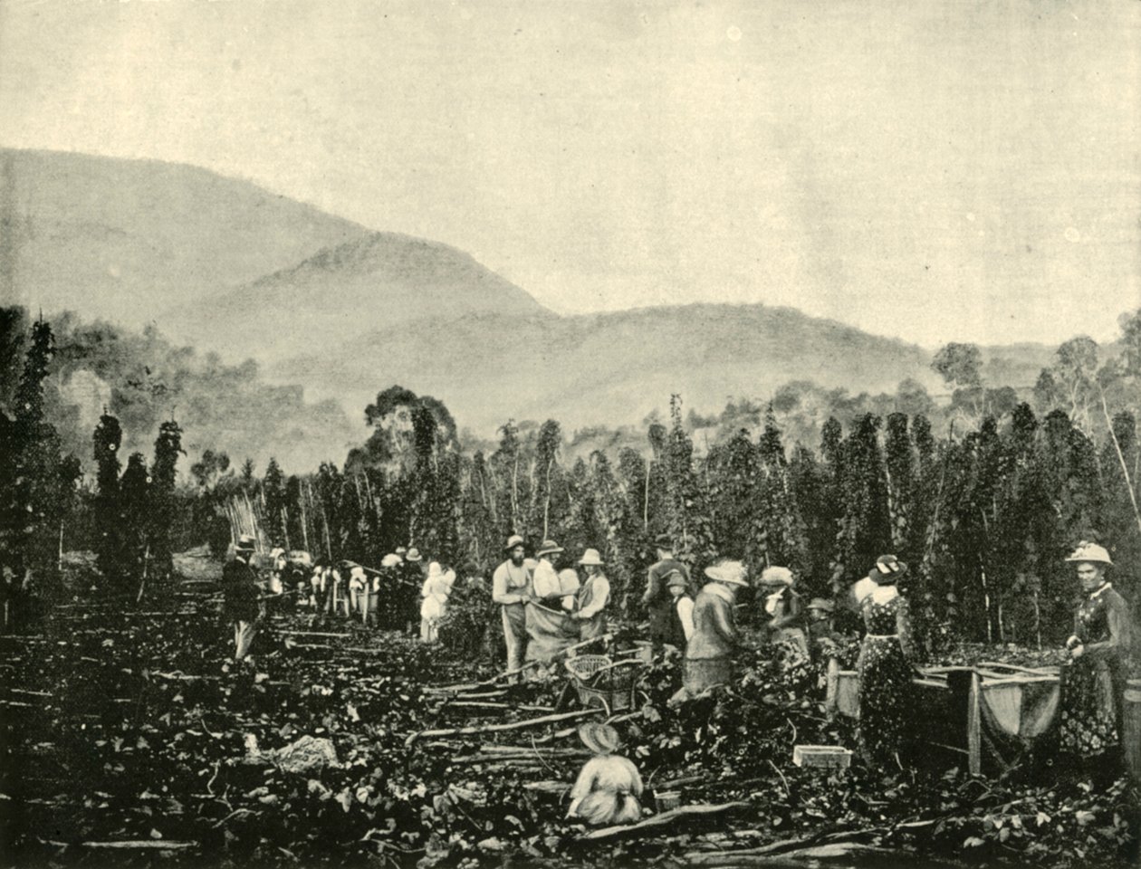 塔斯马尼亚的Hop Hop Picking，1901年。 作者 不明