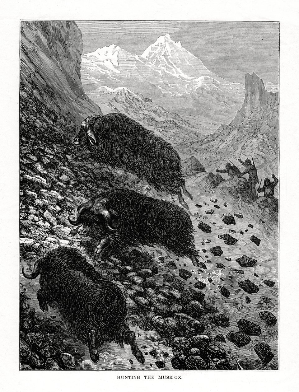 狩猎麝牛，1877年 作者 不明