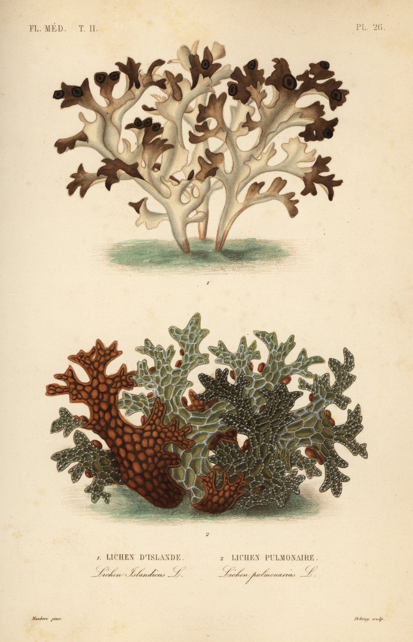 Iceland moss, Cetraria islandica, Lichen d