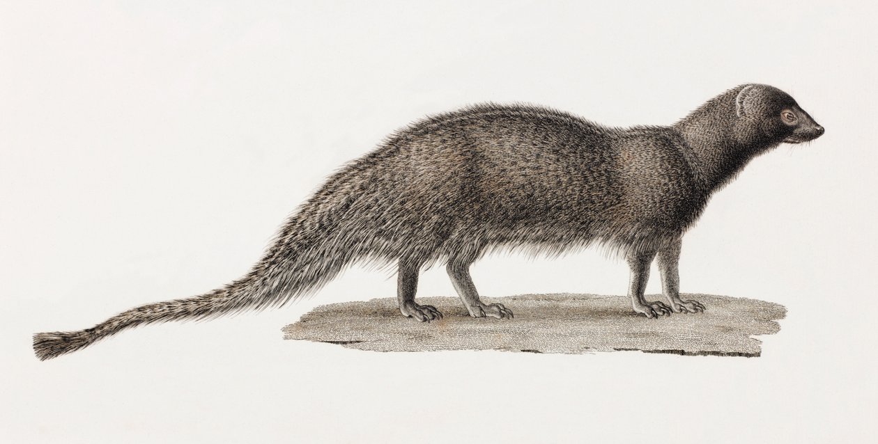 Ichneumon Mongoose 作者 不明