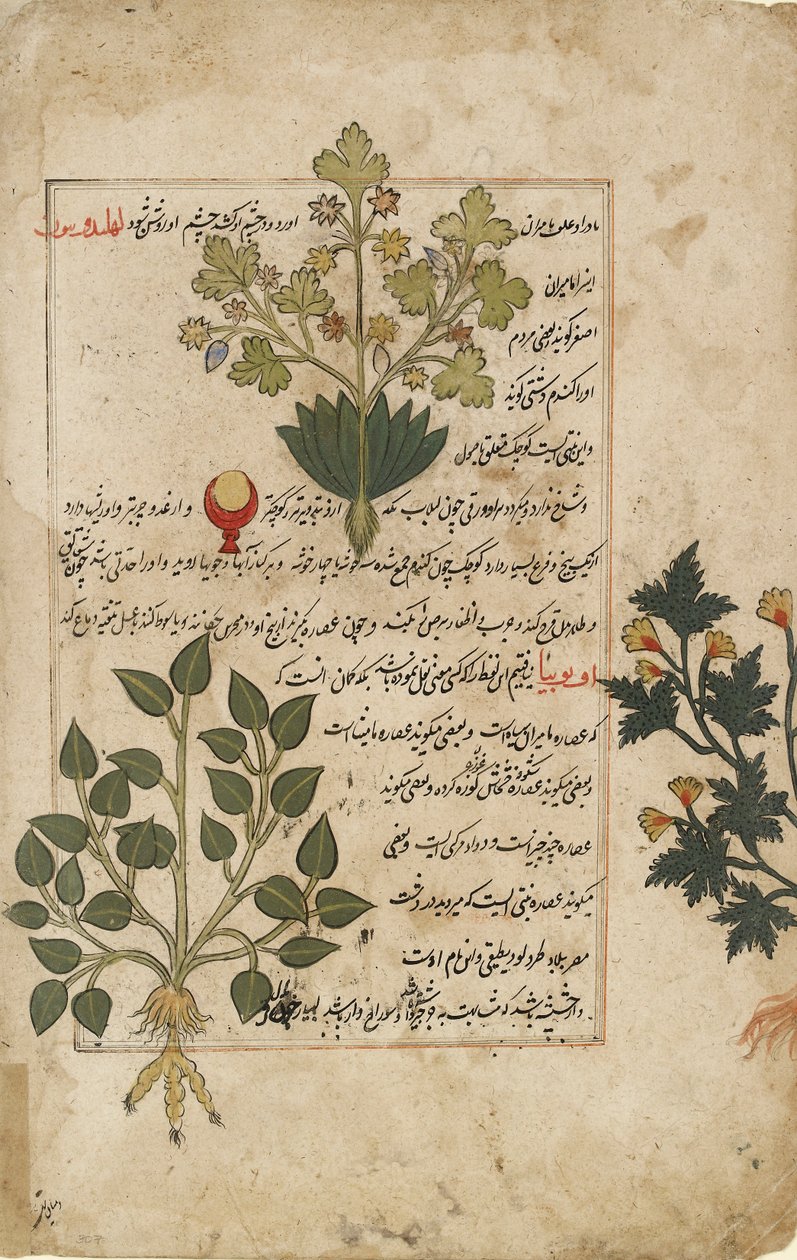 描绘蓟草和其他药用植物的双页插图，1595年 作者 不明