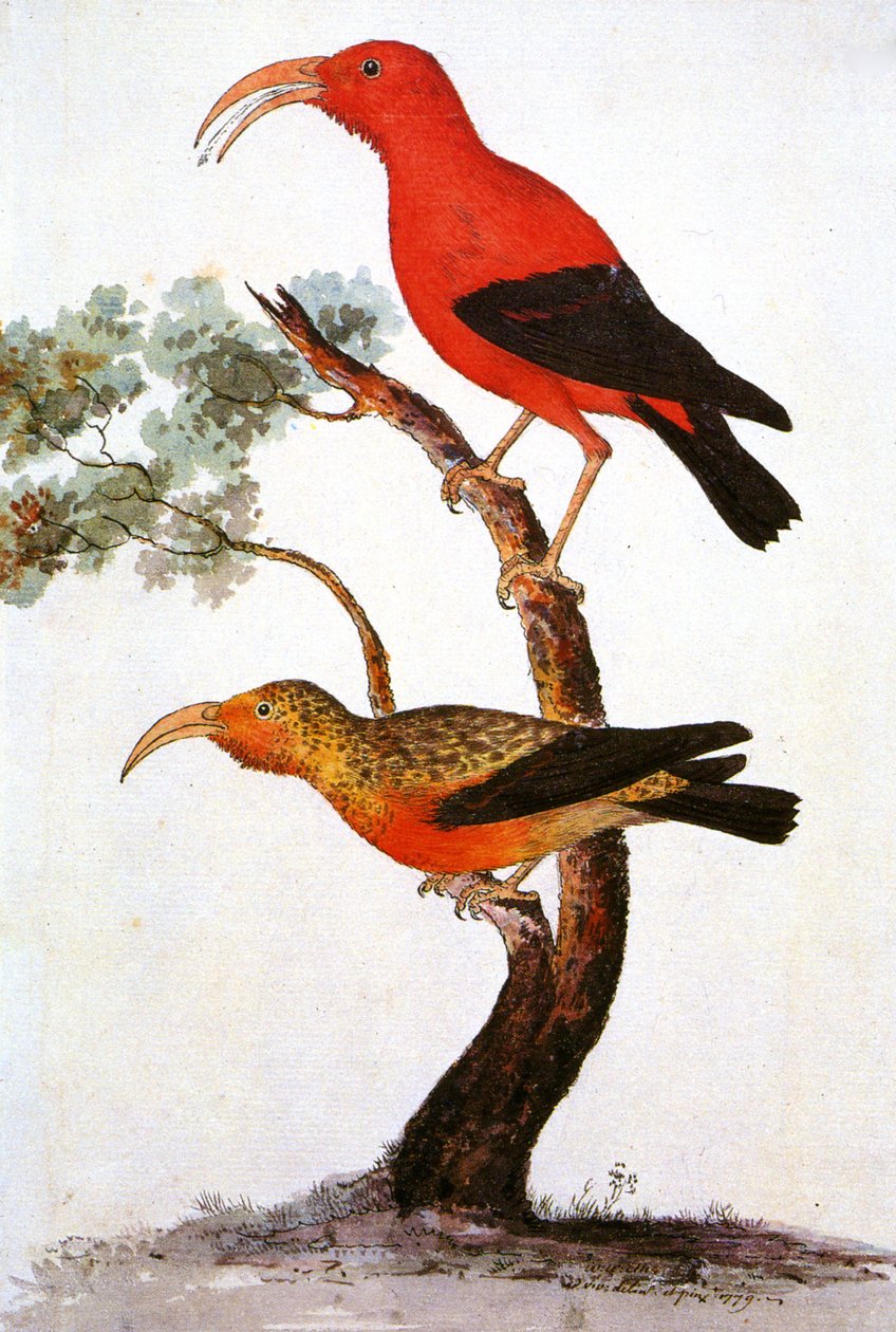 插图/Iiwi/Iwi/Scarlet Honeycreeper/Scarlet Hawaiian Honeycreeper 作者 不明