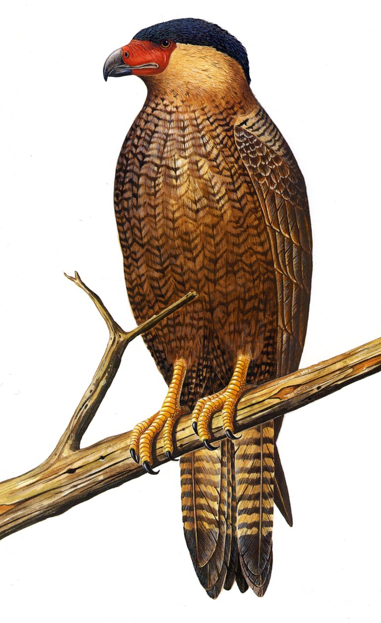插图/Polyborus lutosus/Quelili/Guadalupe Caracara/Guadalupe Caracara 作者 不明