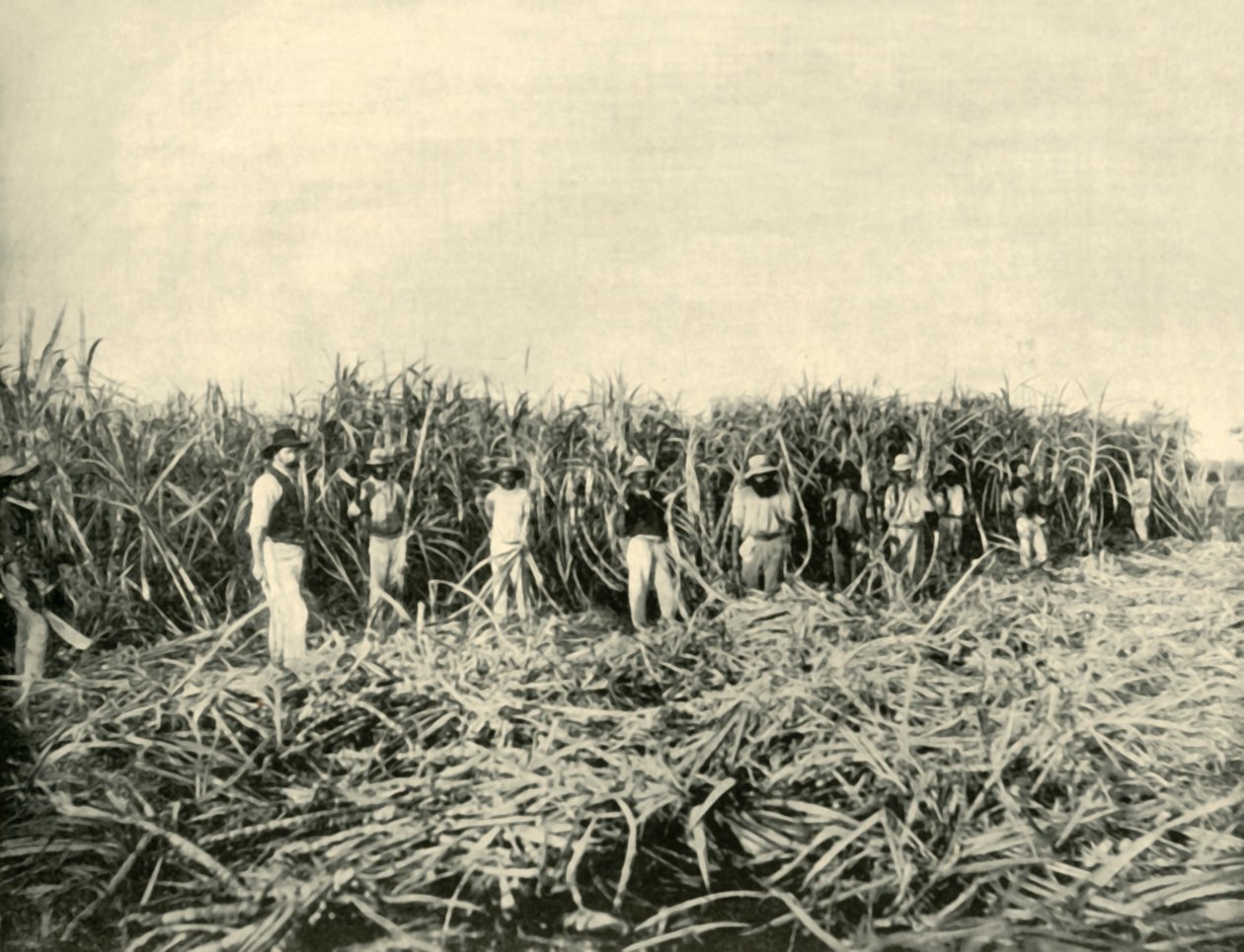 1901年在昆士兰州的糖园里。 作者 不明