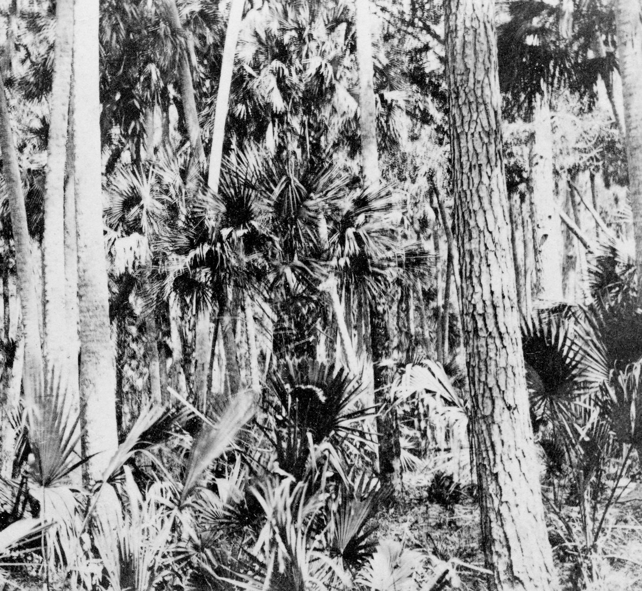 在印度丛林中，大约在1900年代 作者 不明