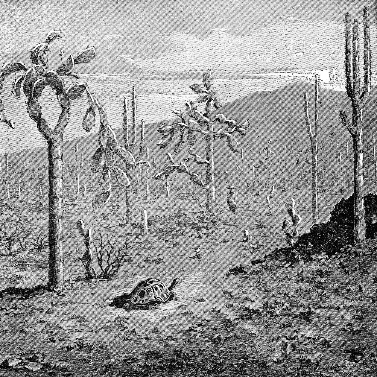 加拉帕戈斯群岛永不衰落的岛屿，1895年 作者 不明