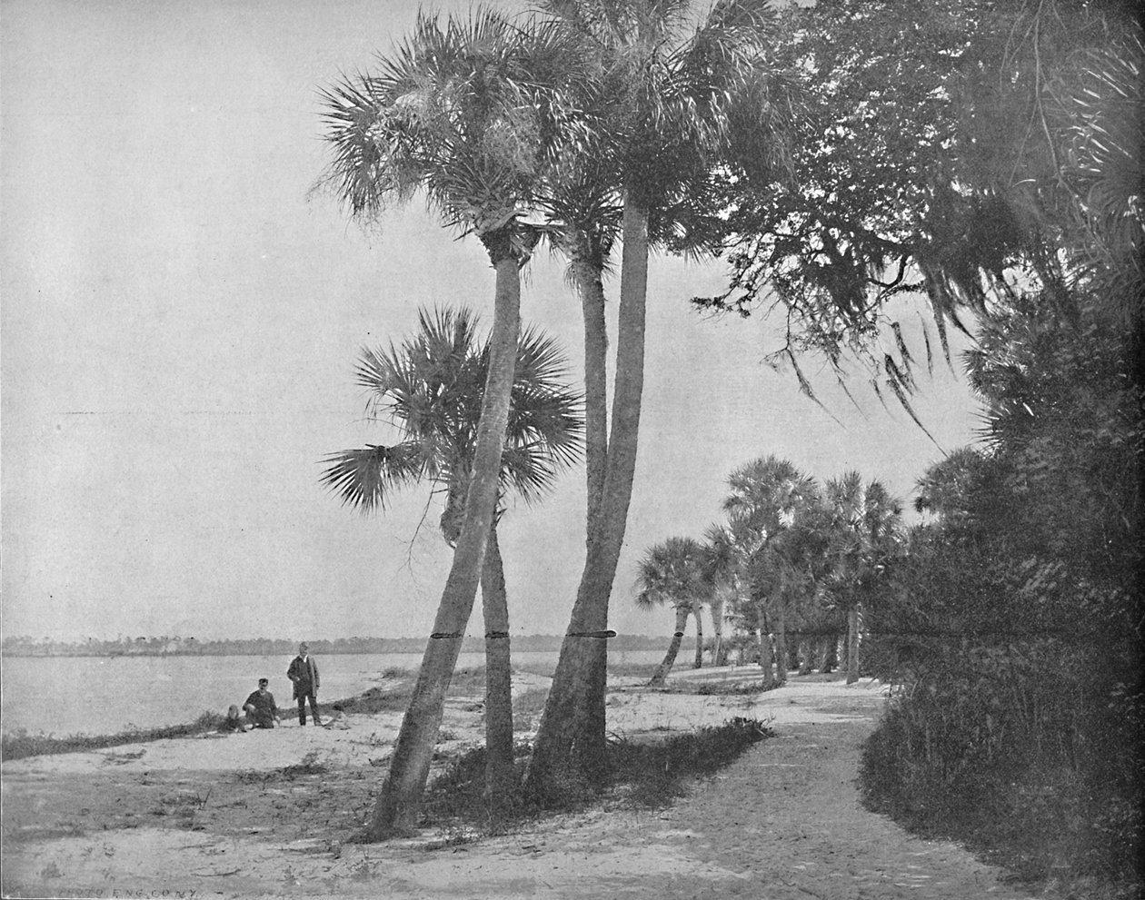 佛罗里达印第安河，约建于1897年。 作者 不明