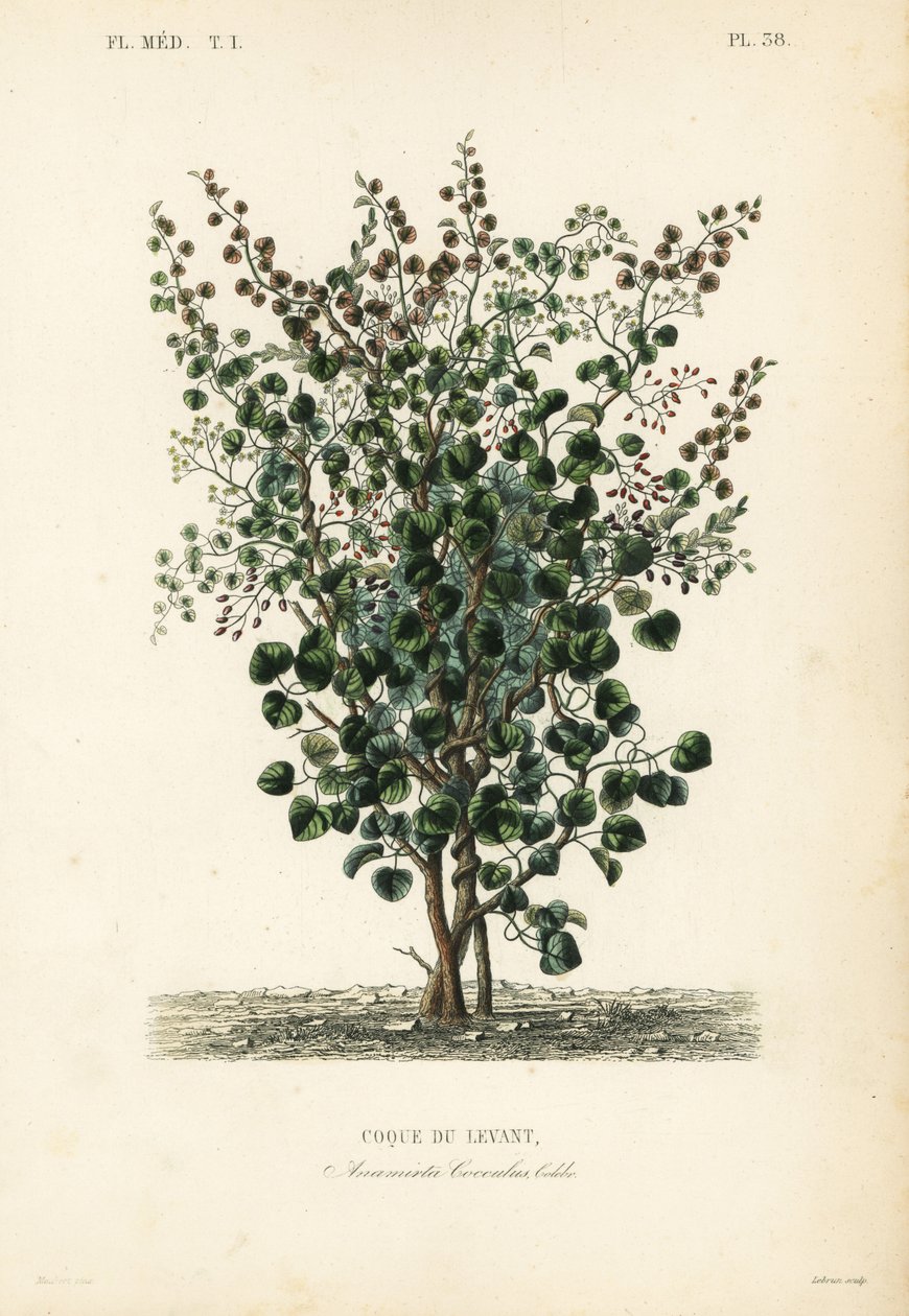 印度浆果，鱼浆果或黎凡特坚果，Anamirta cocculus，Coque du Levant 作者 不明