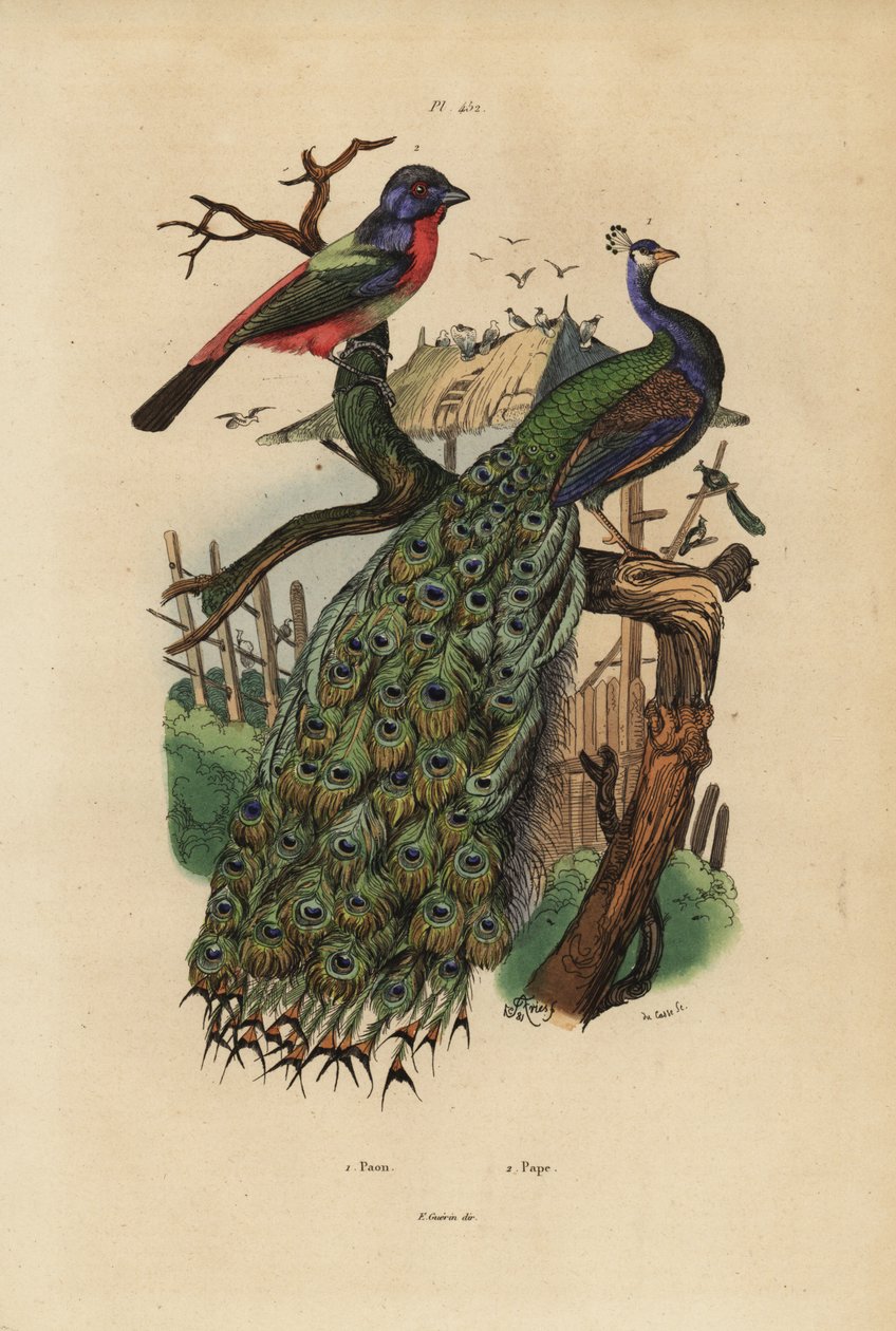 Indian peafowl, Pavo cristatus, and parrotfinch, Erythrura species 作者 不明
