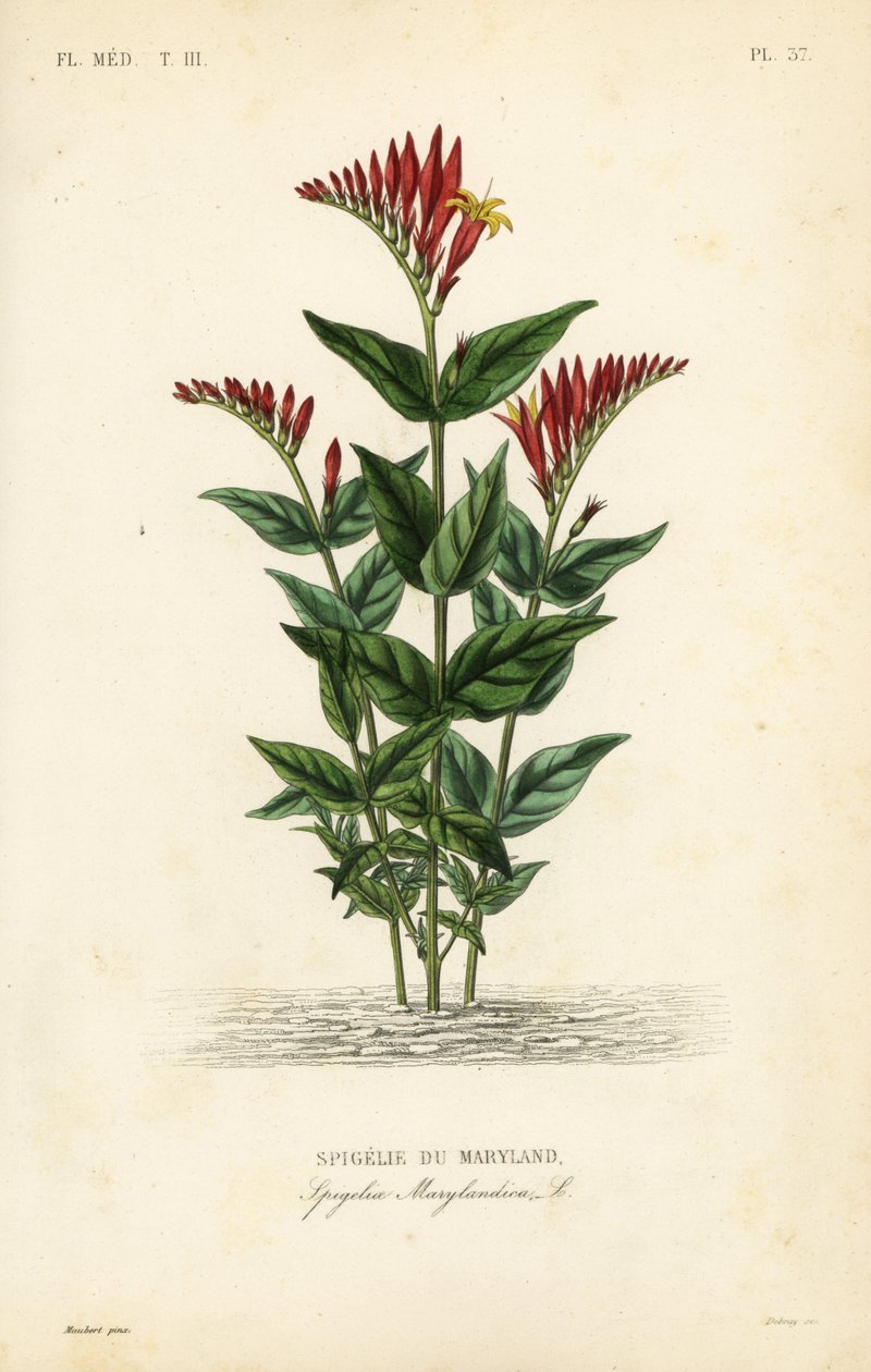 印度粉红或林地粉红根，Spigelia marilandica, Spigelia marylandica, Spigelie du Maryland 作者 不明