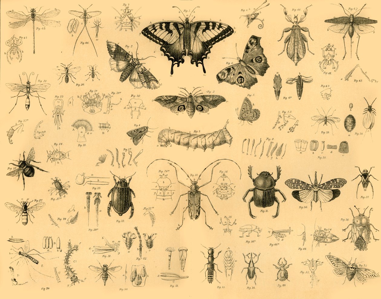 昆虫，c1910。 作者 不明