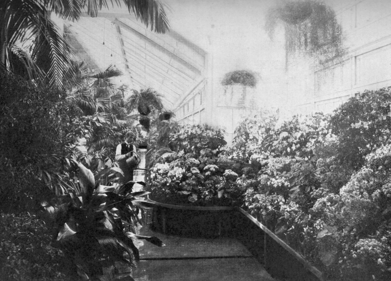 美国华盛顿特区，白宫温室的内部，1908年 作者 不明