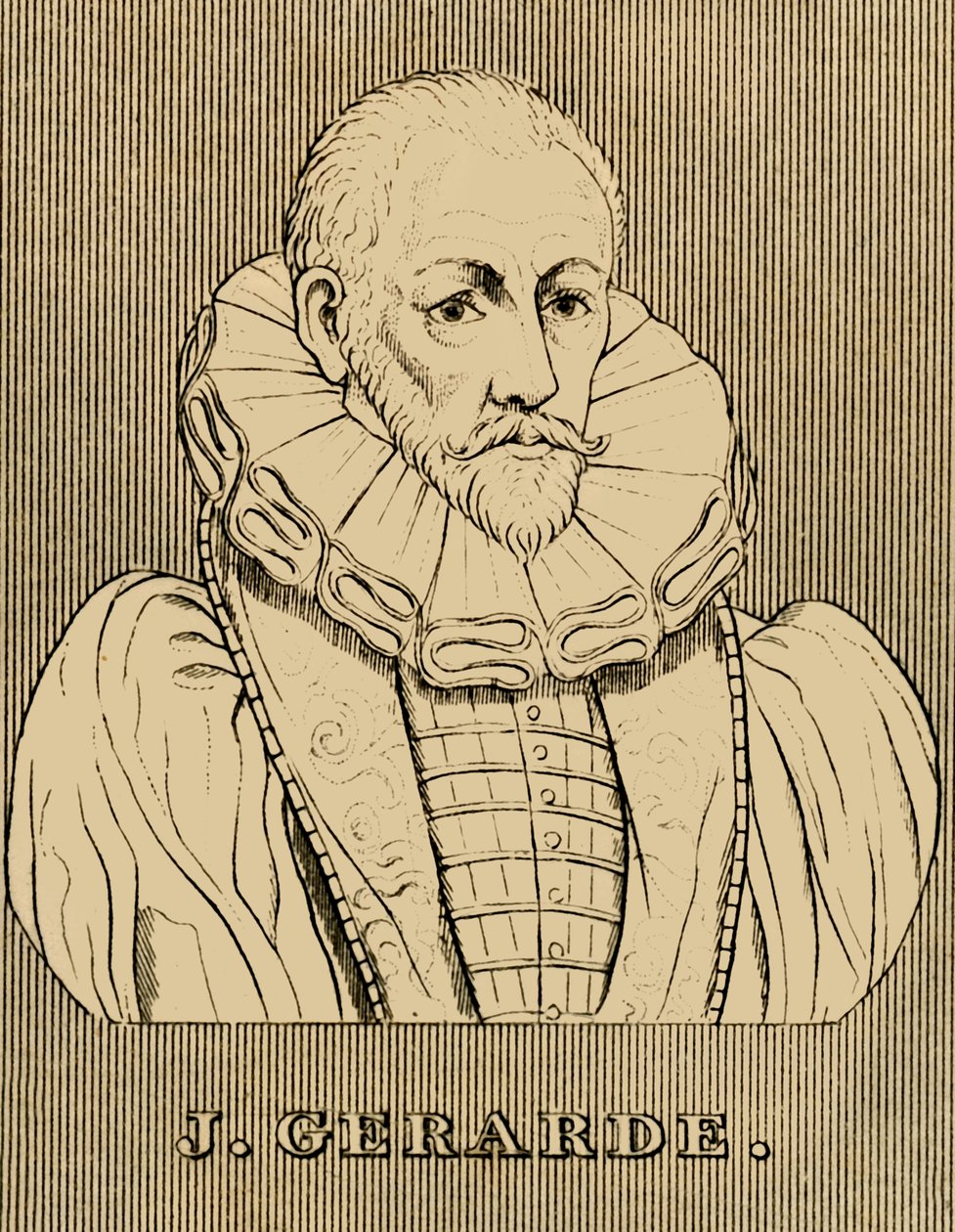 杰拉德（J. Gerarde），c1545-1612，1830年。 作者 不明