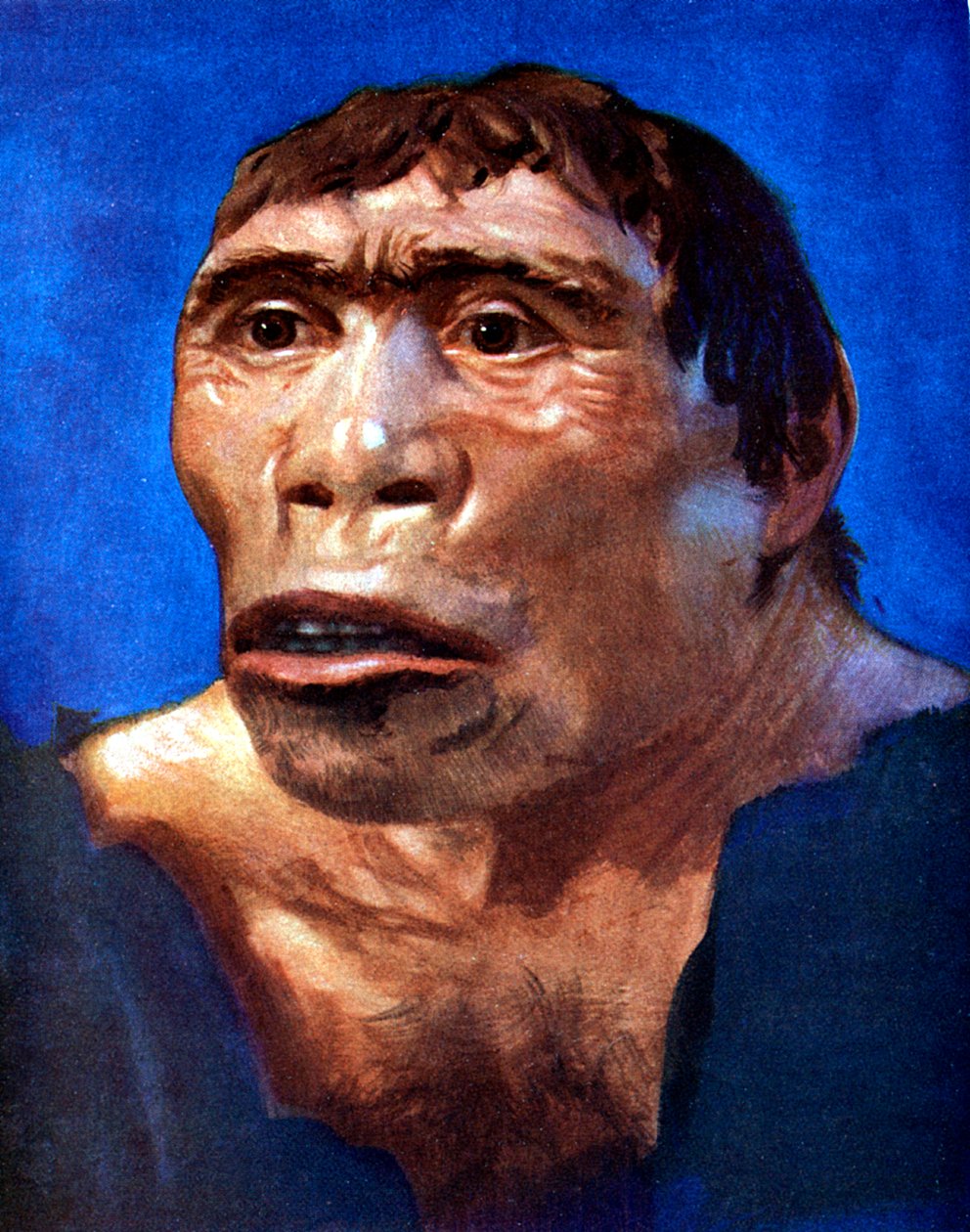 爪哇人Pithecanthropus勃起 作者 不明