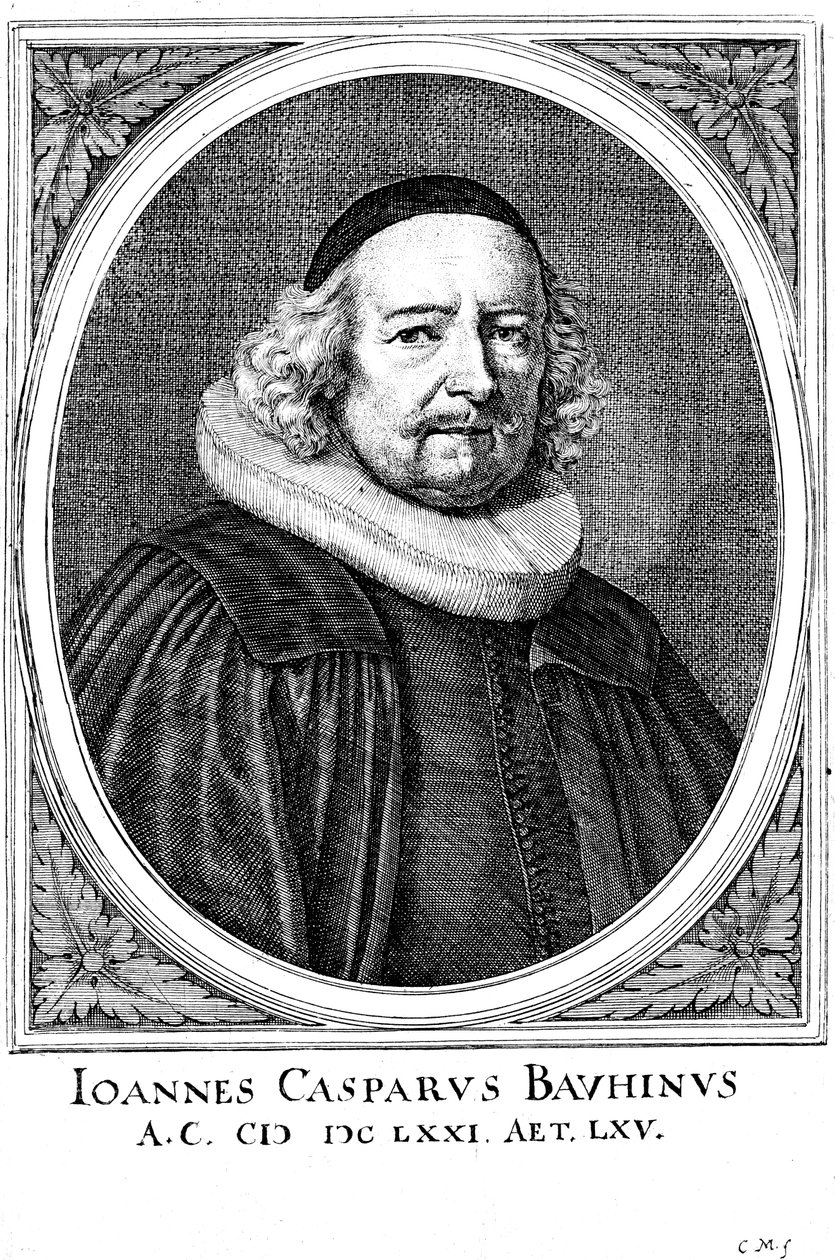 Jean Caspar Bauhin 1606-1659，瑞士医师和植物学家 作者 不明