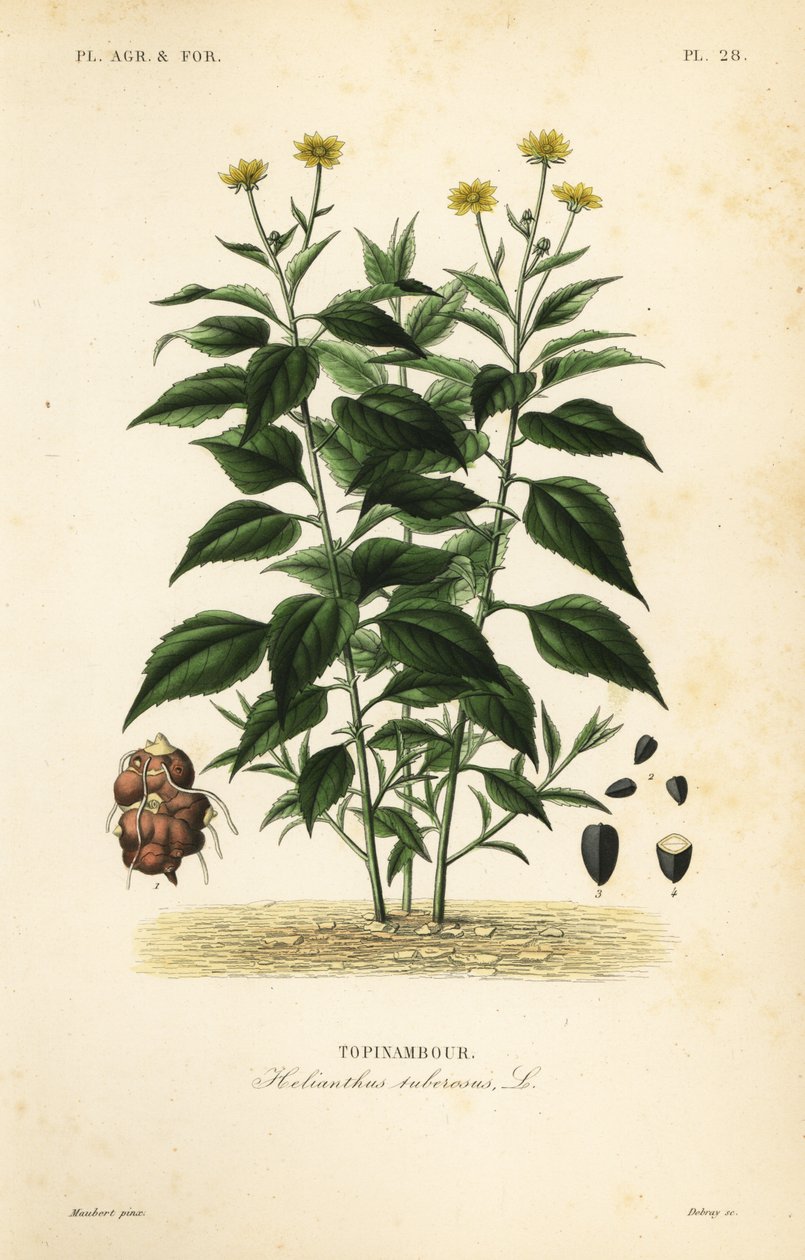 菊芋或洋蓟，向日葵，Topinambour 作者 不明
