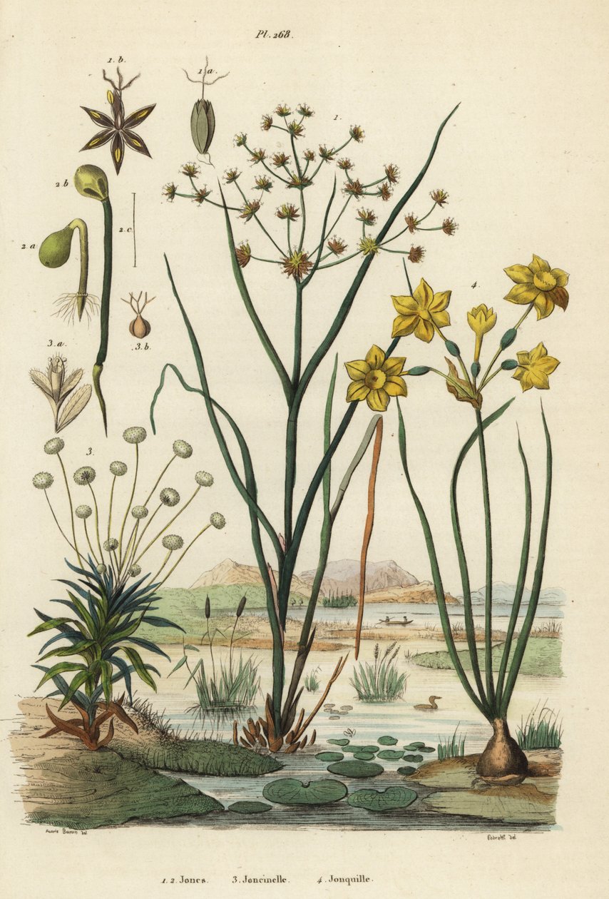 Jointed rush, Juncus articulatus 1, toad rush, Juncus bufonius 2, pipewort, Paepalanthus dendroides 3, and rush daffodil, Narcissus jonquilla 4. Jones, Joncinelle, Jonquille 作者 不明