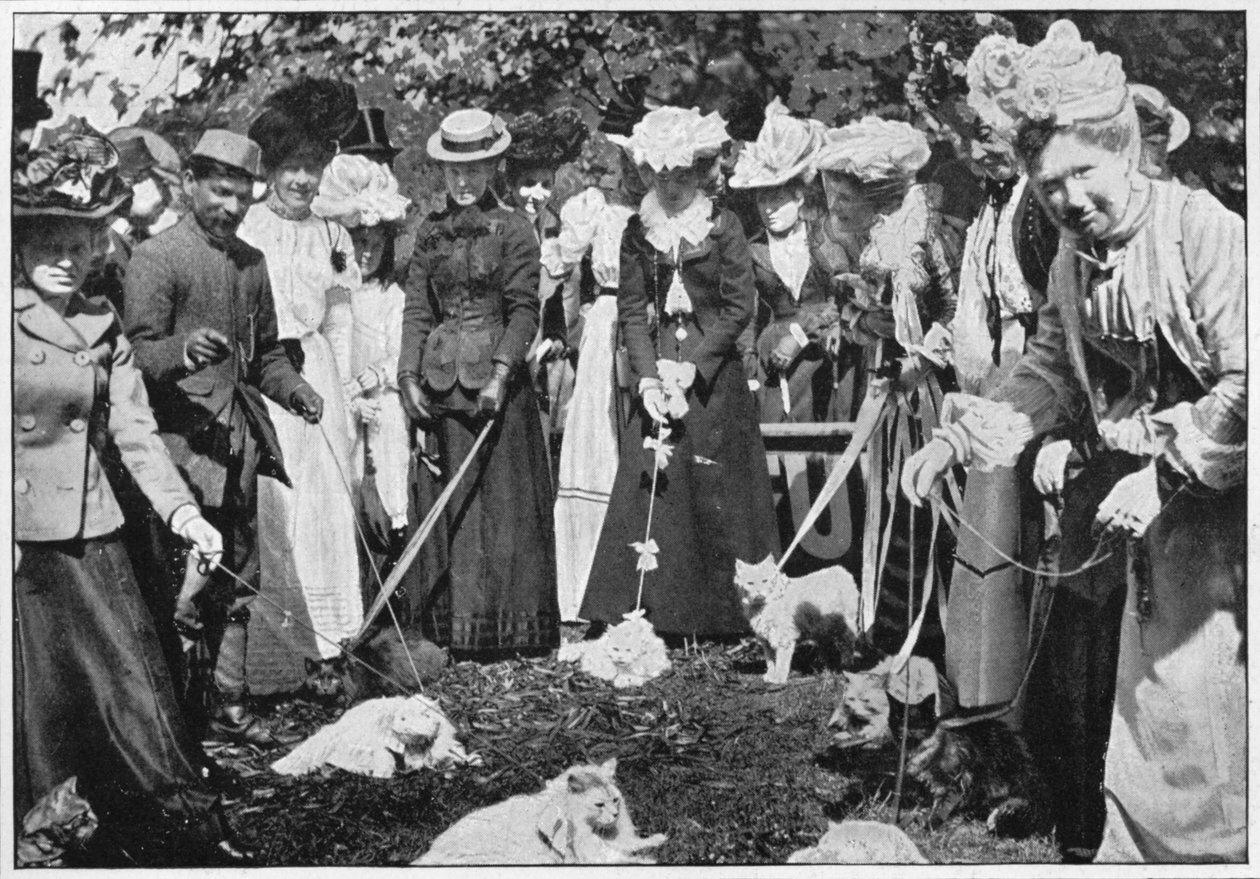 伦敦基尤皇家植物园展上的猫评，c1900年1901年 作者 不明